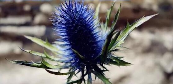 1582005525517753.jpg 9.jpg