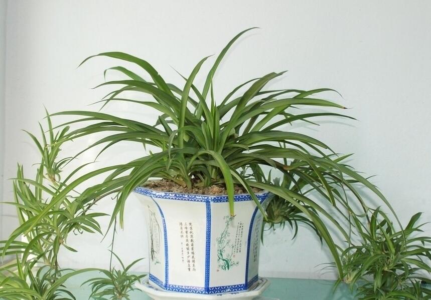 花藝：那些適合放在室內(nèi)的綠植