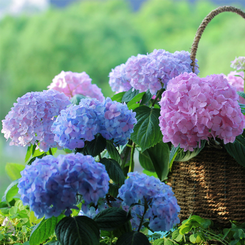 1624005188544110.jpg src=http___img.alicdn.com_tfscom_i4_3436208278_TB1_Iawb4HI8KJjy1zbXXaxdpXa_!!0-item_pic.jpg&refer=http___img.alicdn.jpg