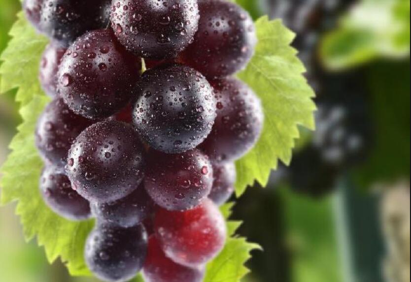 南寧專業(yè)美容學(xué)校幫你找到可以降火的水果啦